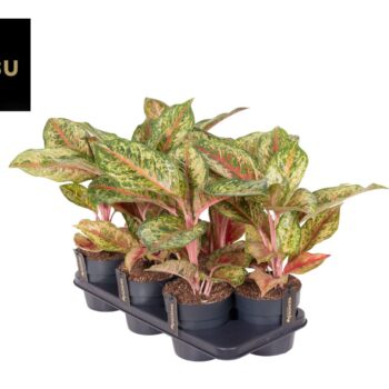 Aglaonema Carnival Queen