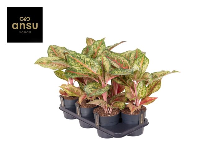 Aglaonema Carnival Queen