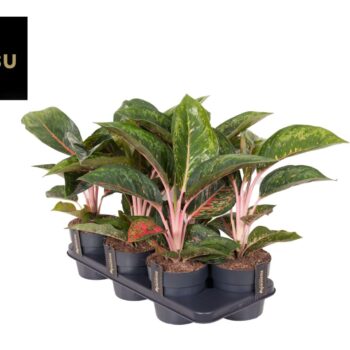 Aglaonema Camo Carmine