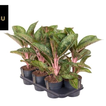 Aglaonema Camo Coralie