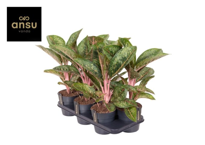 Aglaonema Camo Coralie