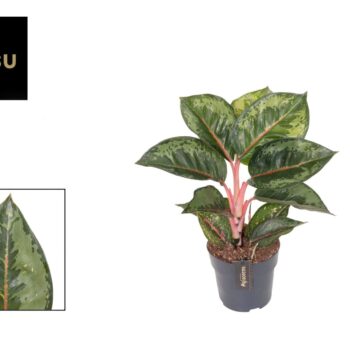 Aglaonema Camo Rubina