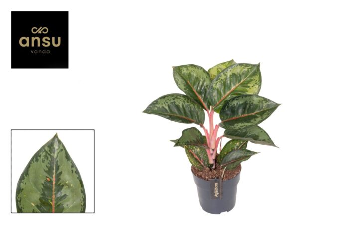 Aglaonema Camo Rubina