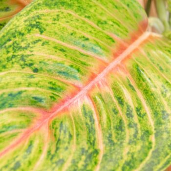 Aglaonema Grand Blossom