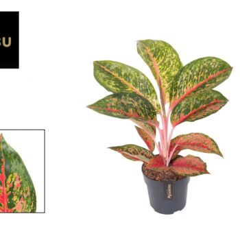 Aglaonema Lychee Red