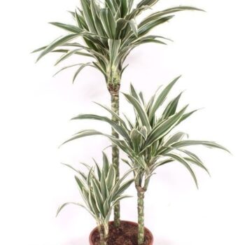 Dracaena White Stripe 60-30-15