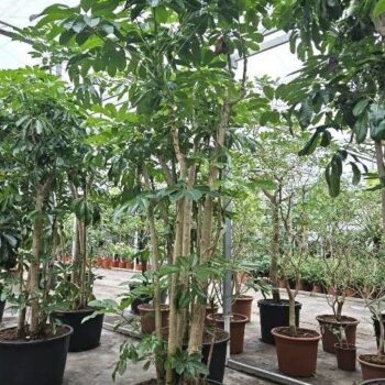 Schefflera actinophylla 'Amate’