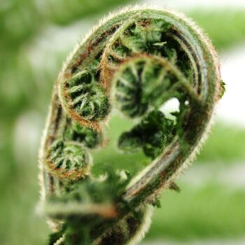 Dicksonia Antarctica (Tasmanian Tree Fern)