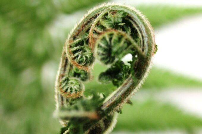 Dicksonia Antarctica (Tasmanian Tree Fern)