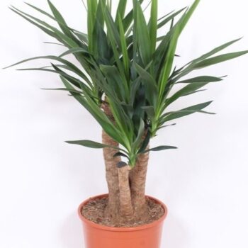 Yucca elephantipes