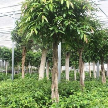 Ficus Amstel King