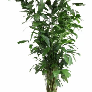 Caryota Mitis