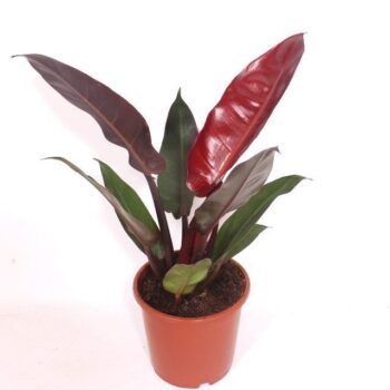 Philodendron Sun Red