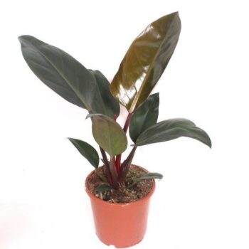Philodendron Congo Red