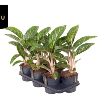 Aglaonema Coco Green