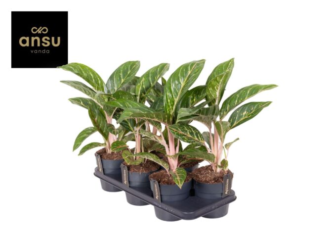 Aglaonema Coco Green