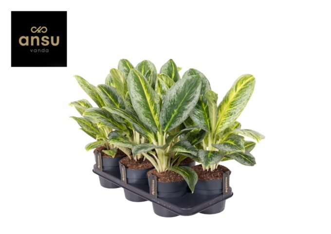 Aglaonema Bitter Lemon