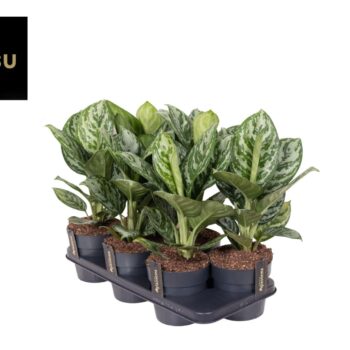 Aglaonema Jungle Silver