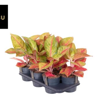 Aglaonema Gala Red