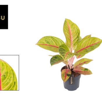 Aglaonema Iguana Red