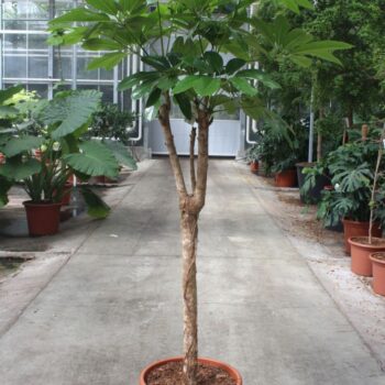 Schefflera actinophylla 'Amate’