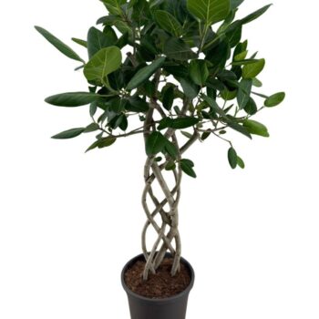 Ficus Benghalensis Audrey