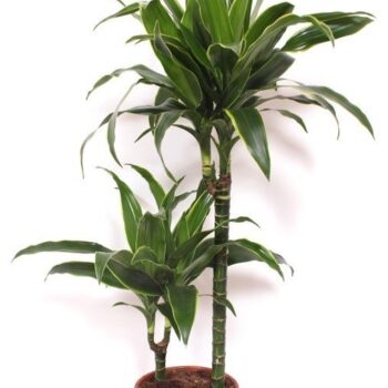 Dracaena Arturo 45-15
