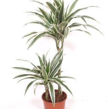 Dracaena White Stripe 45-15