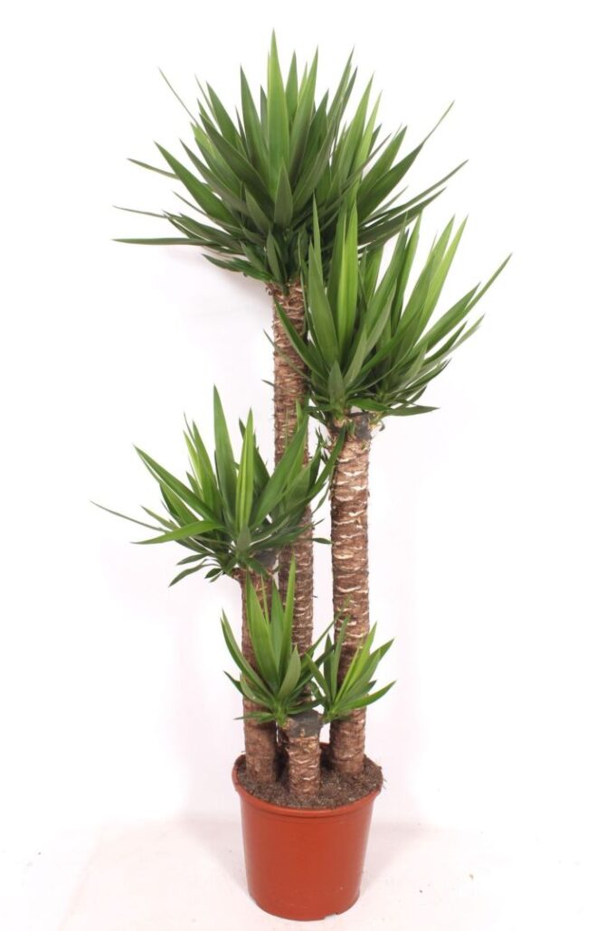 Yucca elephantipes 120-90-60-30 XL