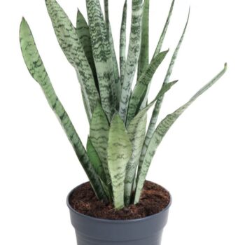 Sansevieria Silver Princess