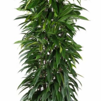 Ficus Alii King