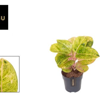 Aglaonema Apple Fantasy