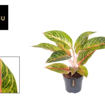 Aglaonema Red Okapi