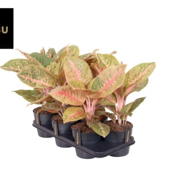 Aglaonema Vermillion Red