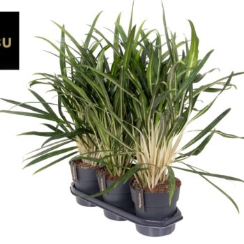 Aglaonema Forest Grass