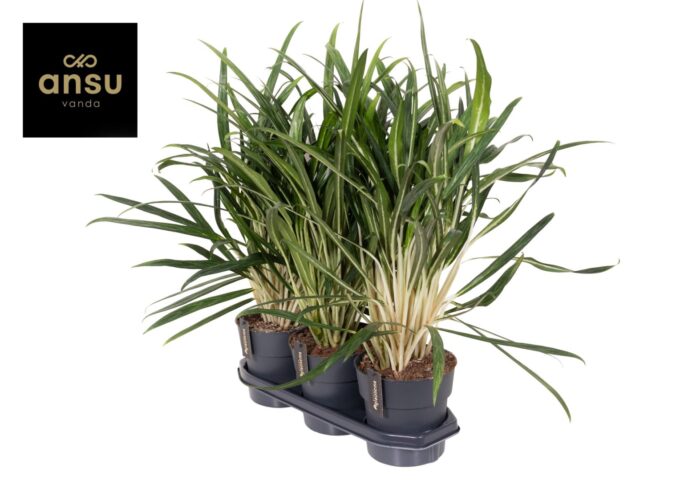 Aglaonema Forest Grass