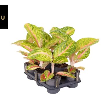Aglaonema Grand Blossom
