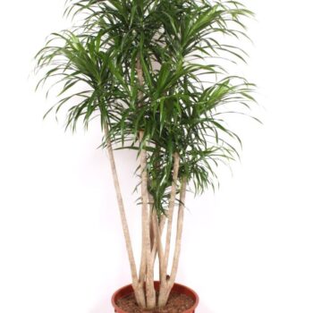 Dracaena Anita