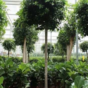 Ficus Nitida