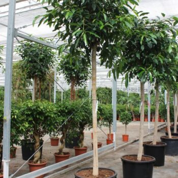 Ficus Belligeri