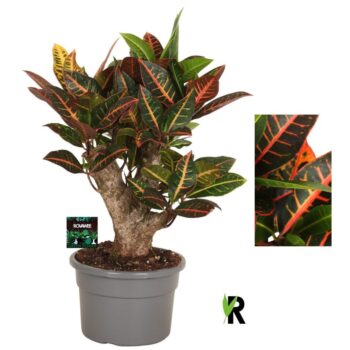 Codiaeum var. Petra