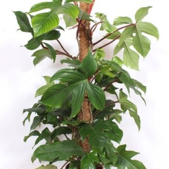 Philodendron squamiferum