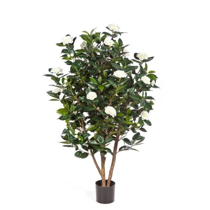 Camelia japonica bush tree
