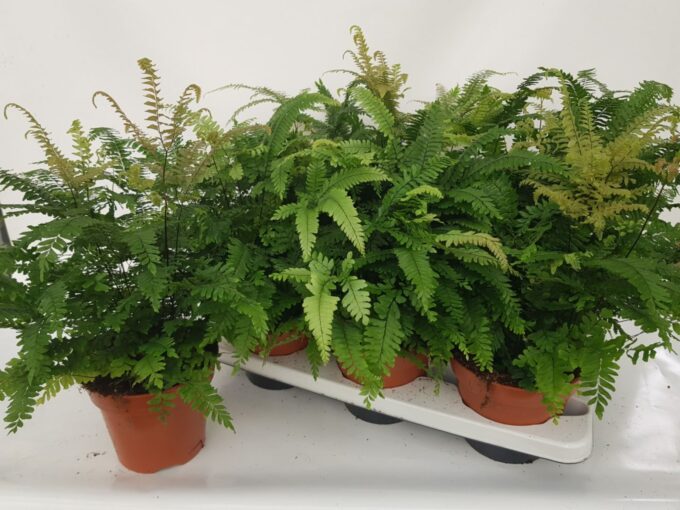 Adiantum Bronze Venus