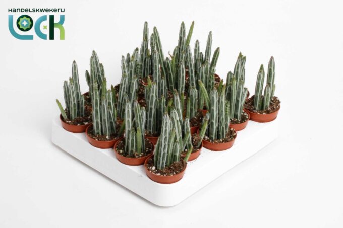 Stapelia Stapeliiformis