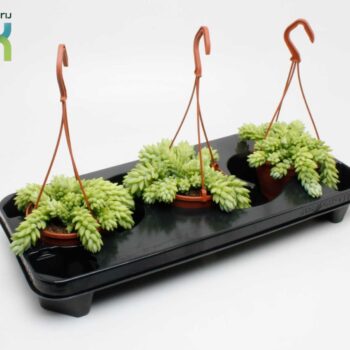 Sedum Morganianum