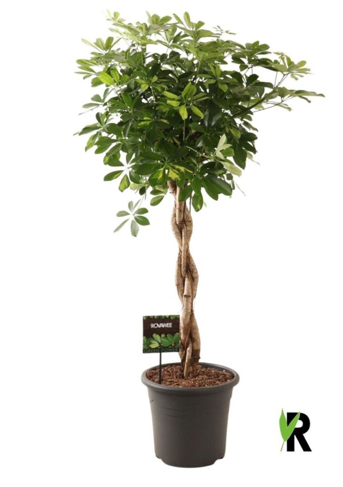 Schefflera Gold Capella
