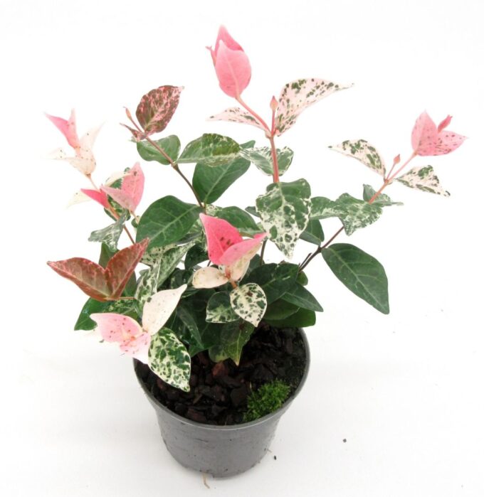 Trachelospermum Tricolor