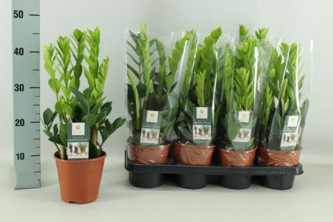 Zamioculcas