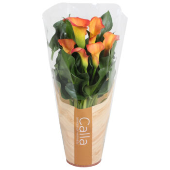 Zantedeschia Morning Sun Calla oranje in bedrukte hoes